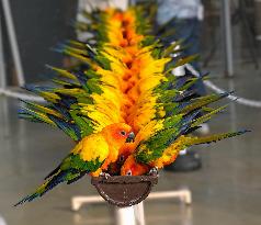 Sun conures