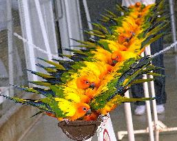 Sun conures