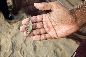 Gaza Fishermen Seek Livelihood Daily