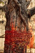 Daily Life in Varanasi - India