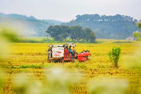 Rice Harvest in Anqing