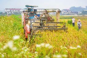 Rice Harvest in Anqing