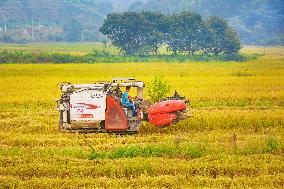Rice Harvest in Anqing