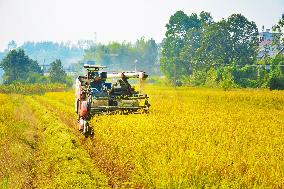 Rice Harvest in Anqing