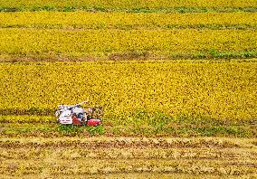 Rice Harvest in Anqing