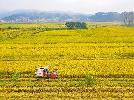 Rice Harvest in Anqing