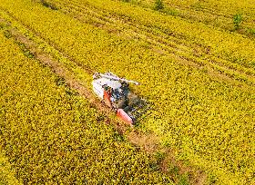 Rice Harvest in Anqing