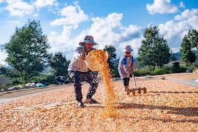 Autumn Harvest - China