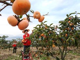 Autumn Harvest - China