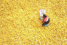 Autumn Harvest - China