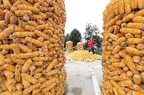 Autumn Harvest - China