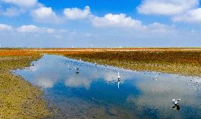 Autumn Scenery - China