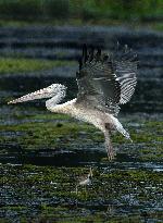 Wetland Park in Kotte - Sri Lanka