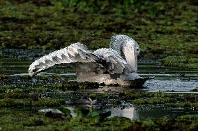 Wetland Park in Kotte - Sri Lanka