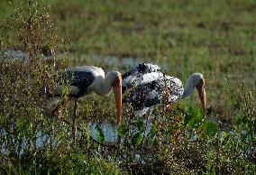 Wetland Park in Kotte - Sri Lanka