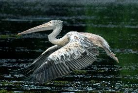 Wetland Park in Kotte - Sri Lanka