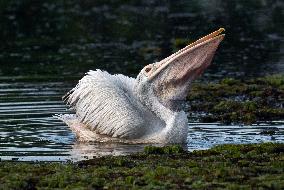 Wetland Park in Kotte - Sri Lanka