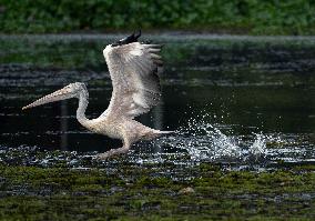 Wetland Park in Kotte - Sri Lanka