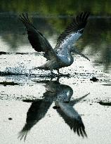 Wetland Park in Kotte - Sri Lanka