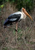 Wetland Park in Kotte - Sri Lanka