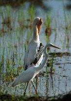 Wetland Park in Kotte - Sri Lanka