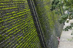 Plants Have Covered the City Walls with A Green Coat - China