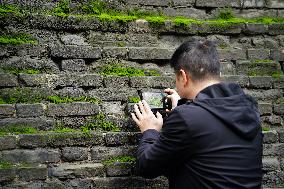 Plants Have Covered the City Walls with A Green Coat - China