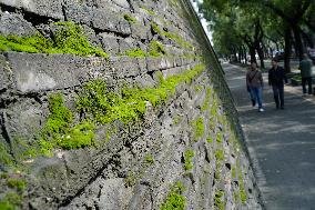 Plants Have Covered the City Walls with A Green Coat - China