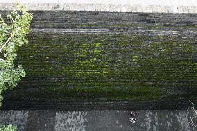 Plants Have Covered the City Walls with A Green Coat - China