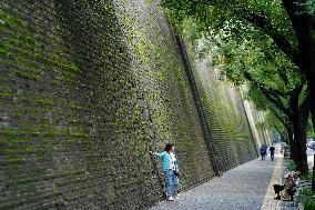 Plants Have Covered the City Walls with A Green Coat - China