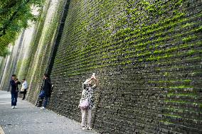 Plants Have Covered the City Walls with A Green Coat - China