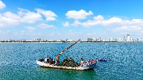 Oysters Harvest in Qingdao