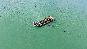 Oysters Harvest in Qingdao
