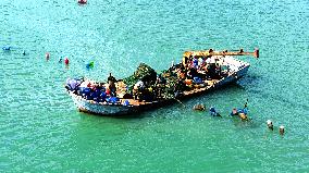 Oysters Harvest in Qingdao