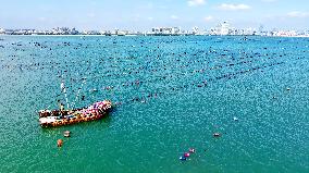 Oysters Harvest in Qingdao