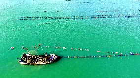 Oysters Harvest in Qingdao