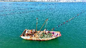 Oysters Harvest in Qingdao