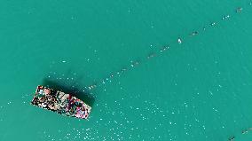 Oysters Harvest in Qingdao