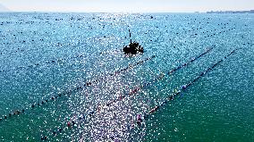 Oysters Harvest in Qingdao