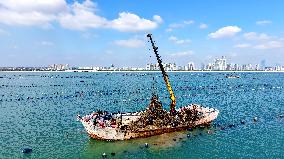 Oysters Harvest in Qingdao
