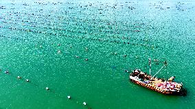 Oysters Harvest in Qingdao