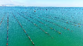 Oysters Harvest in Qingdao