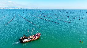 Oysters Harvest in Qingdao