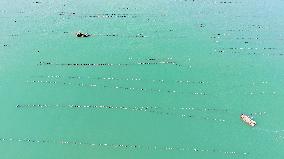 Oysters Harvest in Qingdao