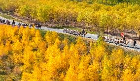 Silk Road Cultural Tour Camel Team