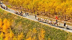 Silk Road Cultural Tour Camel Team