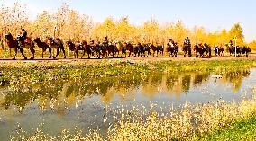 Silk Road Cultural Tour Camel Team