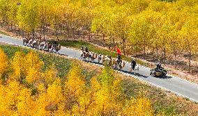 Silk Road Cultural Tour Camel Team