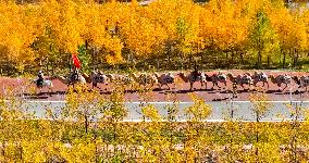 Silk Road Cultural Tour Camel Team