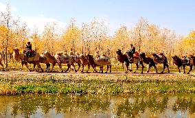 Silk Road Cultural Tour Camel Team